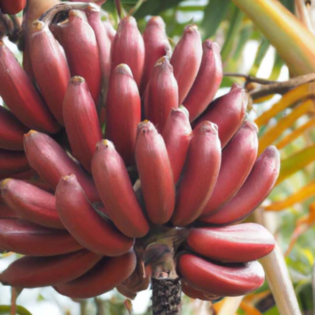 Red Banana Tree