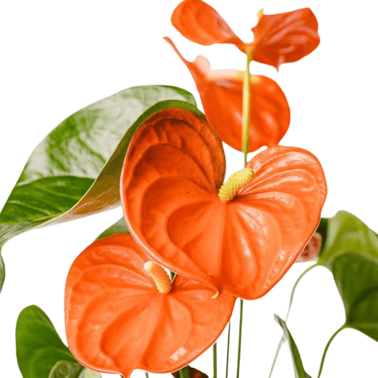 Anthurium Plants (with minimum 2 flowers) - plant store® 