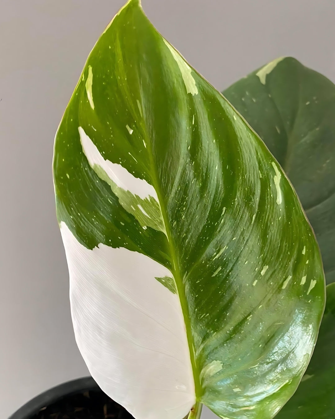 Philodendron White Princess