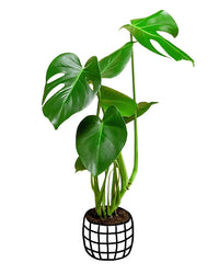 Monstera Deliciosa Plant - plant store® 