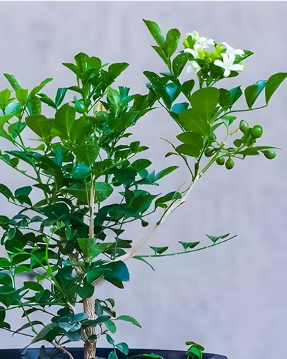 Madhu kamini Muraya (Satin Wood) - Scented Flowering Plant