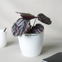 Calathea Medallion