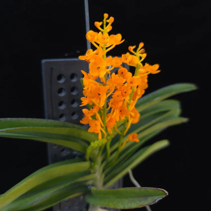 Ascocentrum Miniatum (Blooming Size)