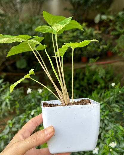 Syngonium Confetti Tricolour