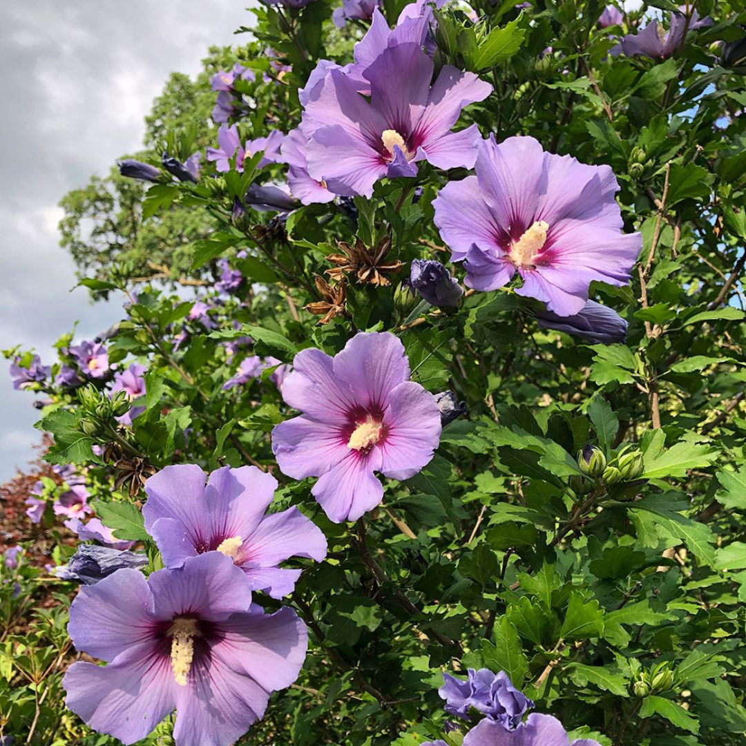Blue (Lilac) Hibiscus  (Rare Variety)