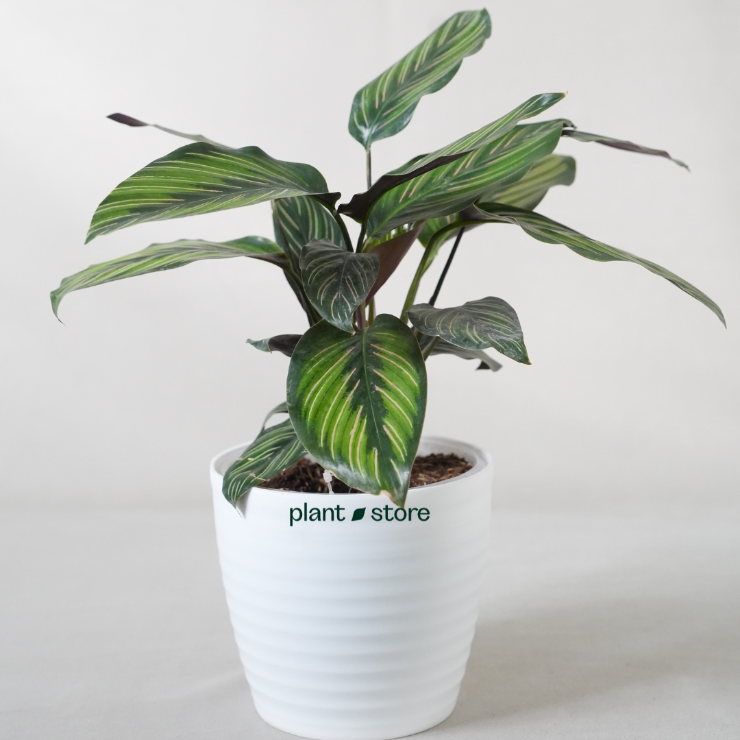 Tropical Calathea Trio