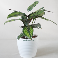 Tropical Calathea Trio