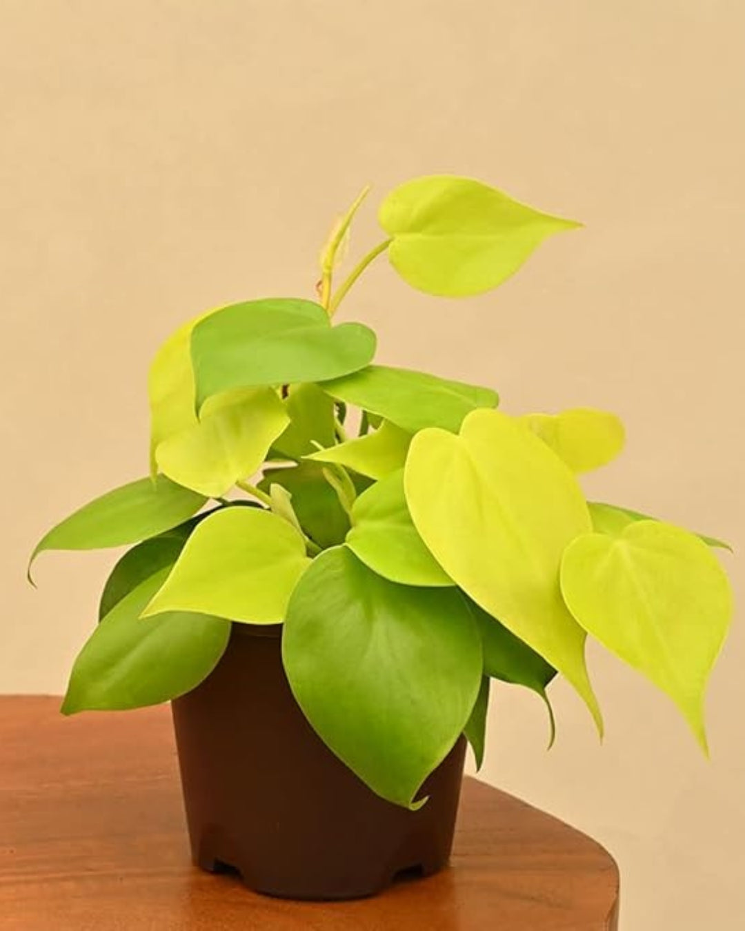 Philodendron Oxycardium Golden