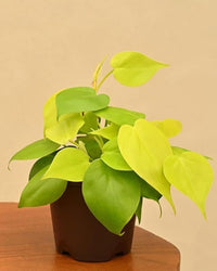 Philodendron Oxycardium Golden - plant store® 