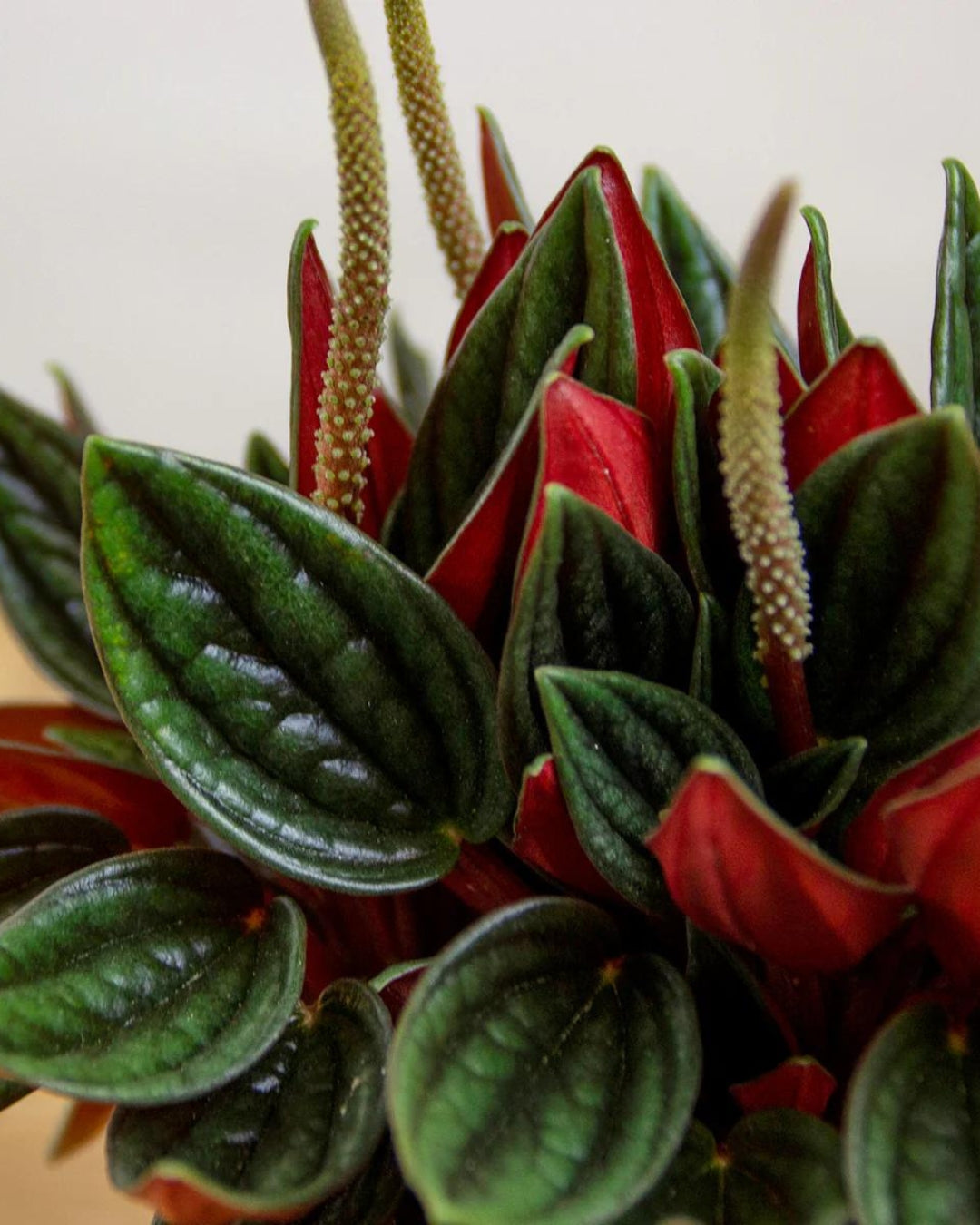 Peperomia Rosso (Bare Rooted Plant for the Safety Reasons) - plant store® 