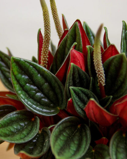 Peperomia Rosso (Bare Rooted Plant for the Safety Reasons)