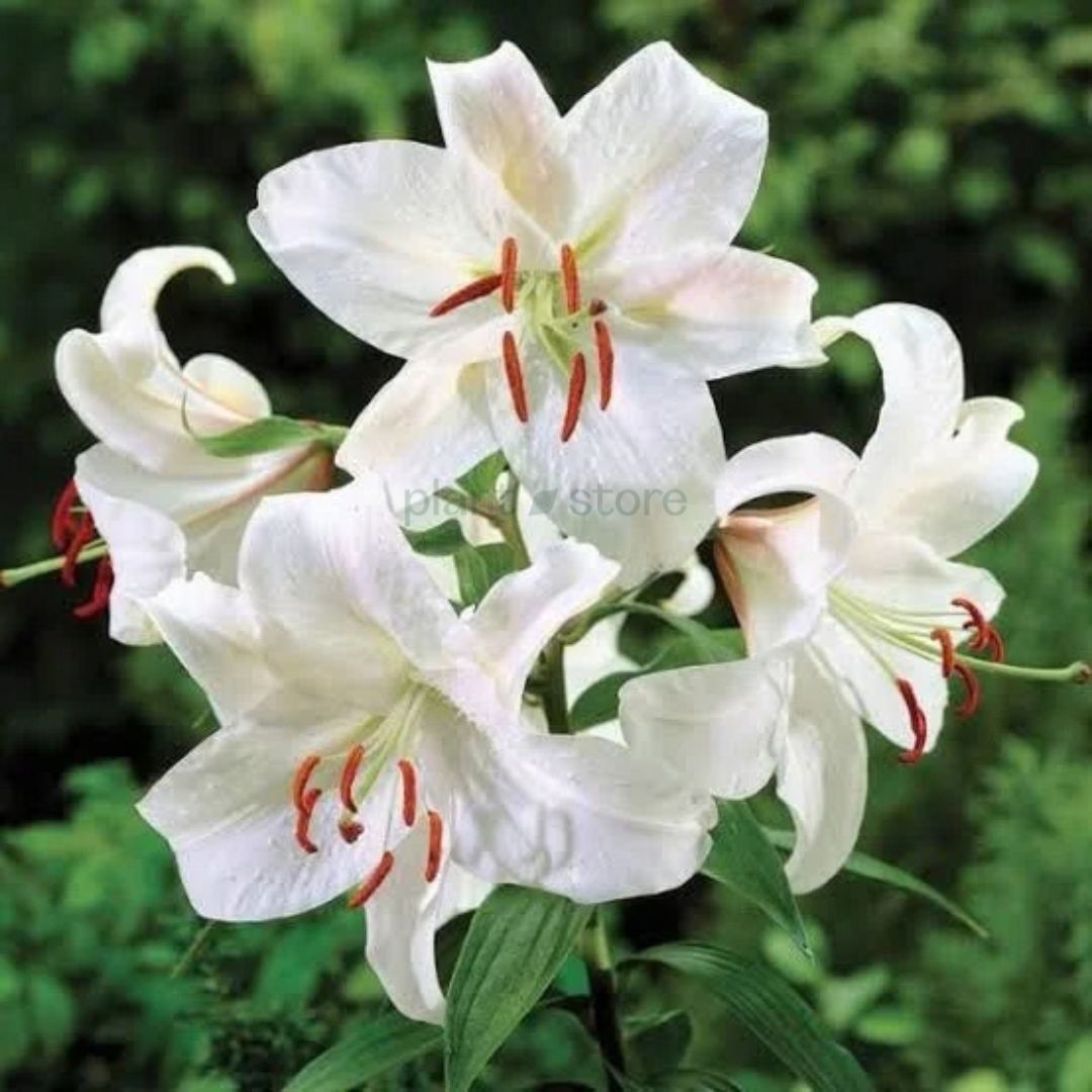 Oriental Lily Bulbs - White Colour