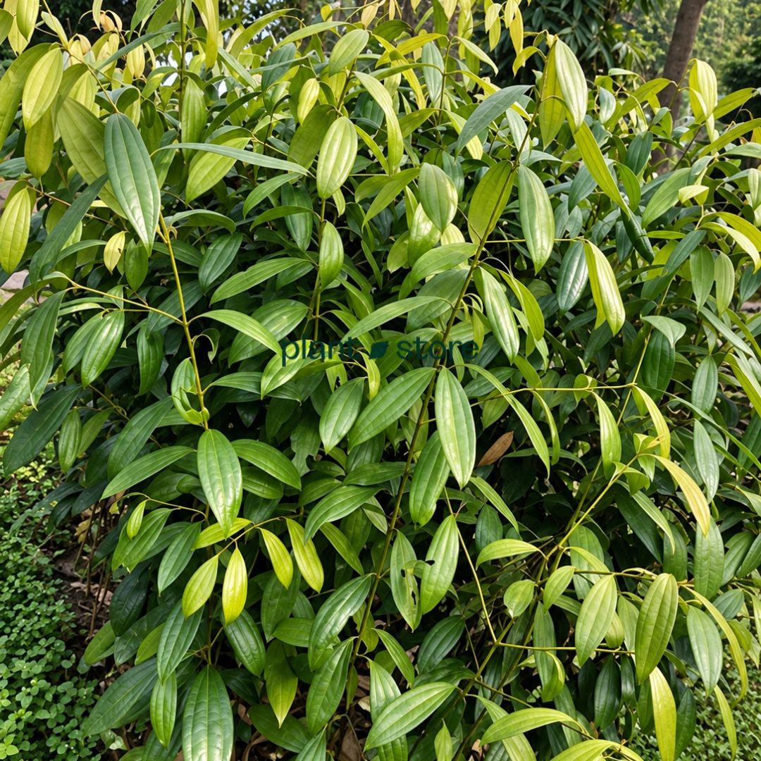 Tej Patta (Indian Bay Leaf) Masala Plant