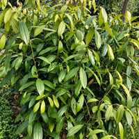 Tej Patta (Indian Bay Leaf) Masala Plant