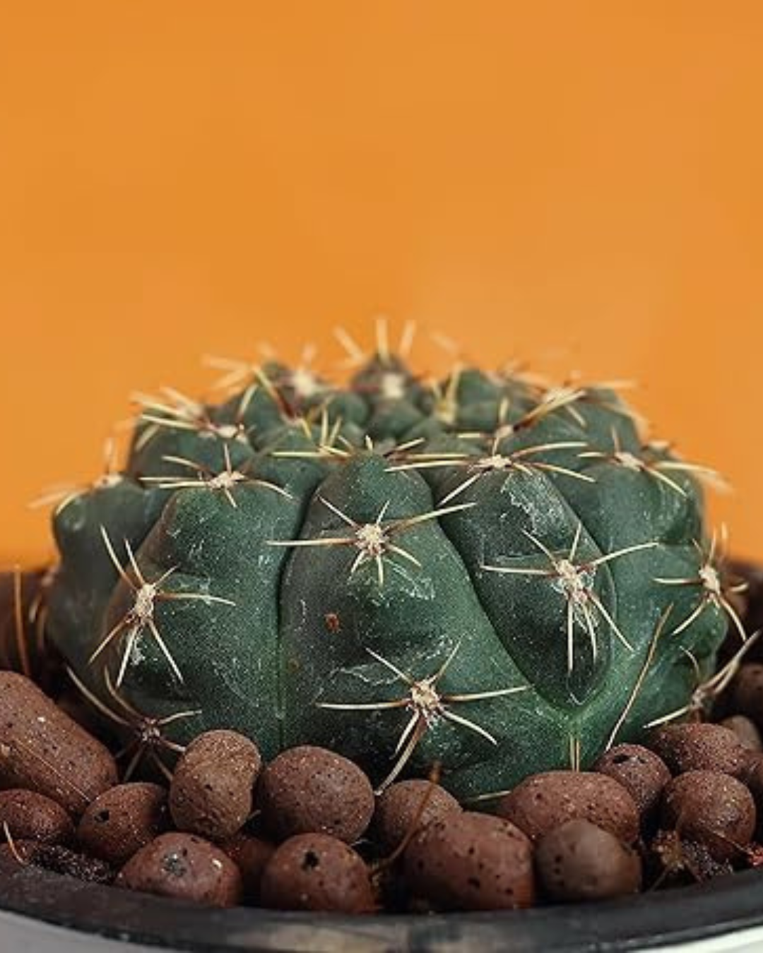 Gymnocalycium Baldianum Cactus Plant (Plant it Yourself) Bare Rooted