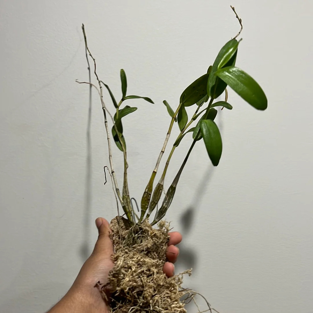 Dendrobium Pigeon (Blooming Size) Hybrid - plant store® 