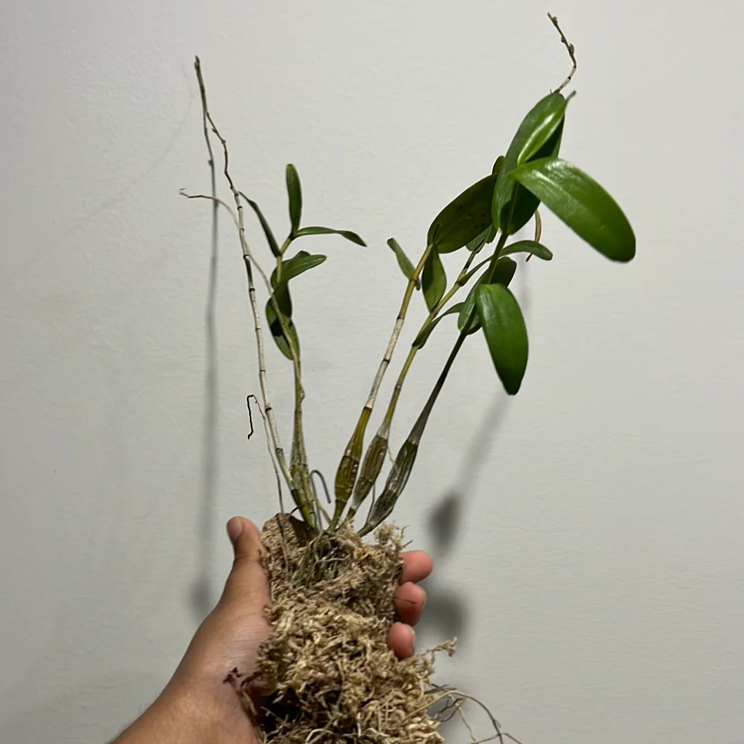 Dendrobium Pigeon (Blooming Size) Hybrid