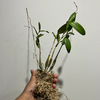 Dendrobium Pigeon (Blooming Size) Hybrid - plant store® 