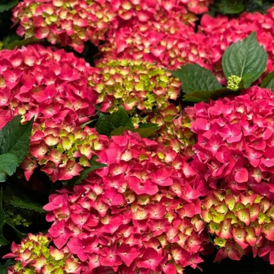 Panicle Hydrangea Plant (Assorted Colour)
