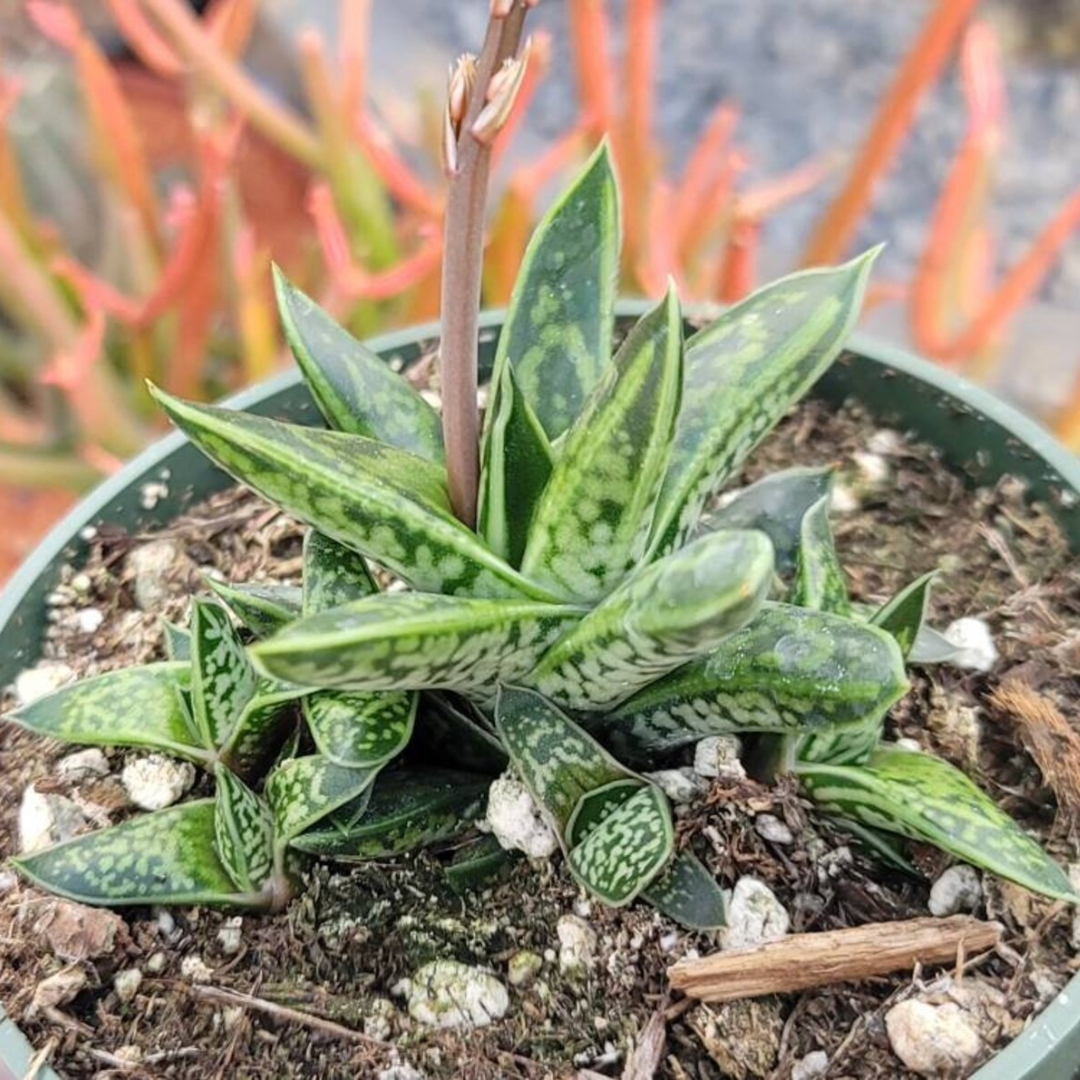 Gasteria Liliputana (Bare Rooted) - plant store® 
