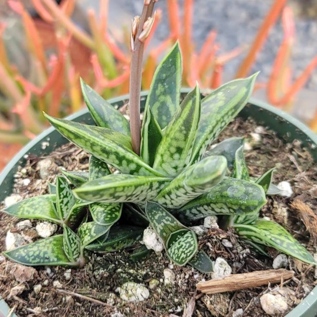 Gasteria Liliputana (Bare Rooted)