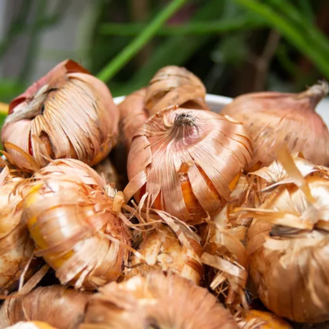 Gladiolus Bulbs - Mix Colour