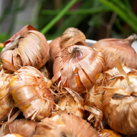 Gladiolus Bulbs - Mix Colour