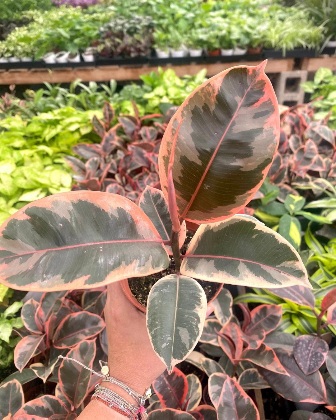 Ruby Pink Ficus Elastica - Rubber Plant - plant store® 
