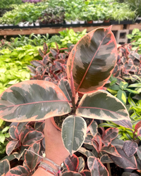Ruby Pink Ficus Elastica - Rubber Plant - plant store® 