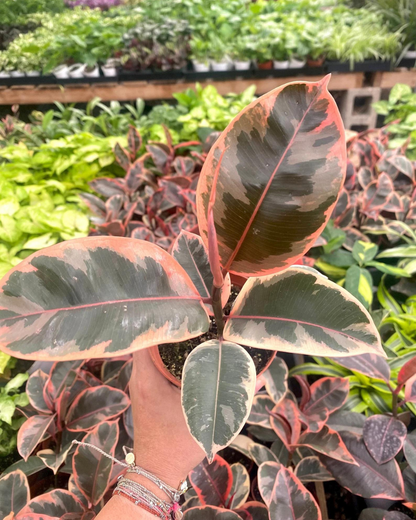 Ruby Pink Ficus Elastica - Rubber Plant