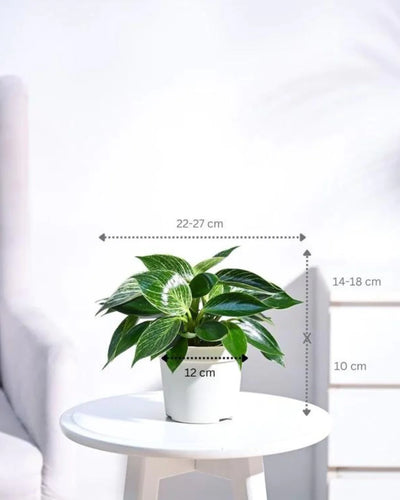 The Elegant Greenery Collection - Ixora, Peperomia, Black Money Plant & Philodendron