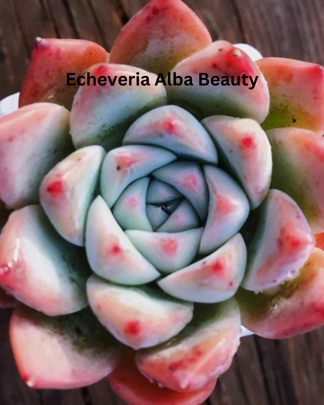 The Ultimate Echeveria Collection - 8 Different Varieties of Echeverias - plant store® 