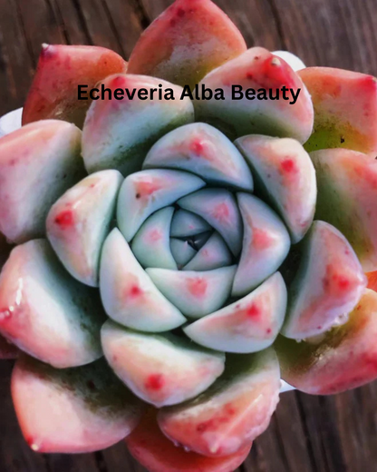 The Ultimate Echeveria Collection - 8 Different Varieties of Echeverias