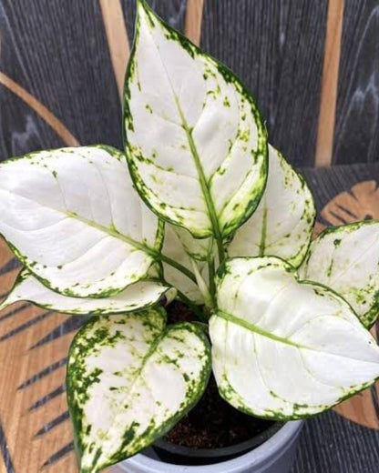 Aglaonema Super White