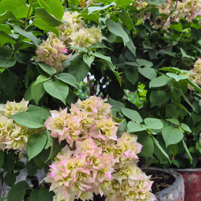 Mashuri Pink Variegated Bougainvillea