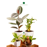 Feng Shui Edition (Brazilian Wood) - plant store® 