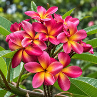 Thai Champa (Plumeria) Assorted Colour