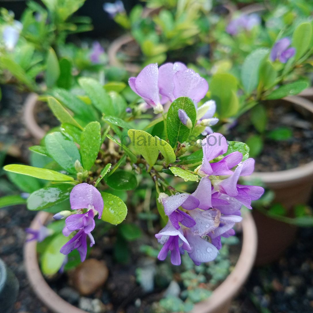 Vietnam Braya Plant