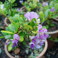 Vietnam Braya Plant