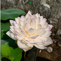 Lotus Amery Camelia Tuber - plant store® 