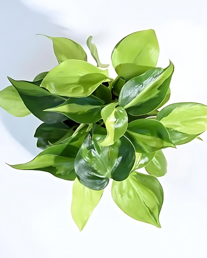 Philodendron Oxycardium Variegated