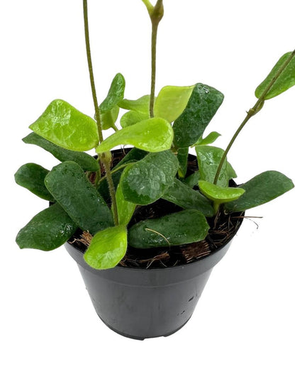 Hoya Rotundiflora - Potted