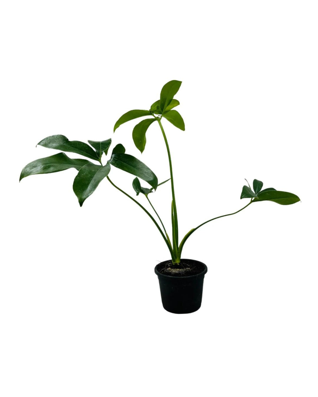 Philodendron Goeldii