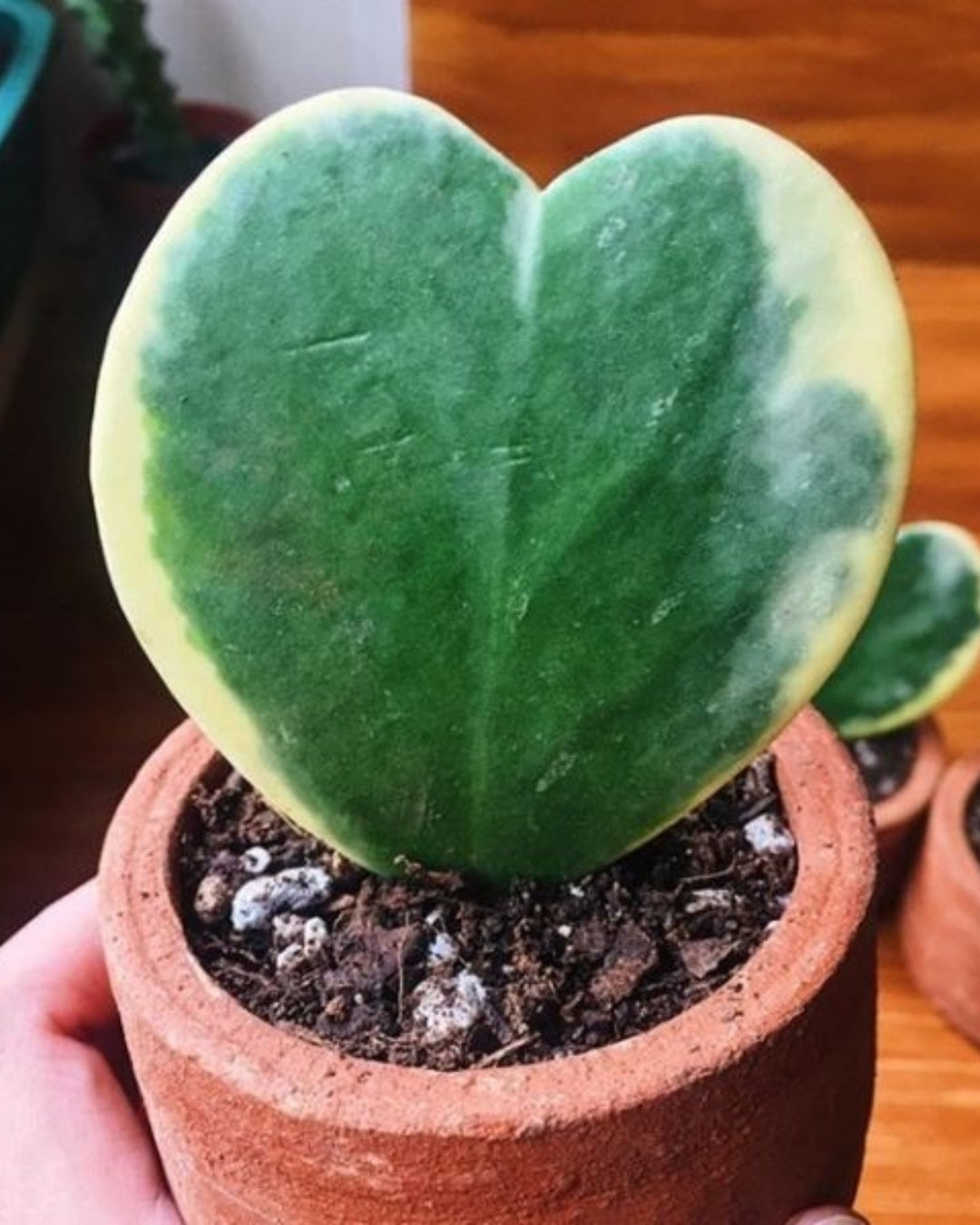 Hoya Kerrii 'Variegated' Plant