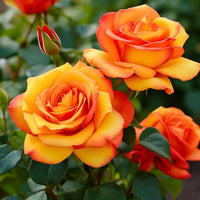 Hybrid Rose Plant
