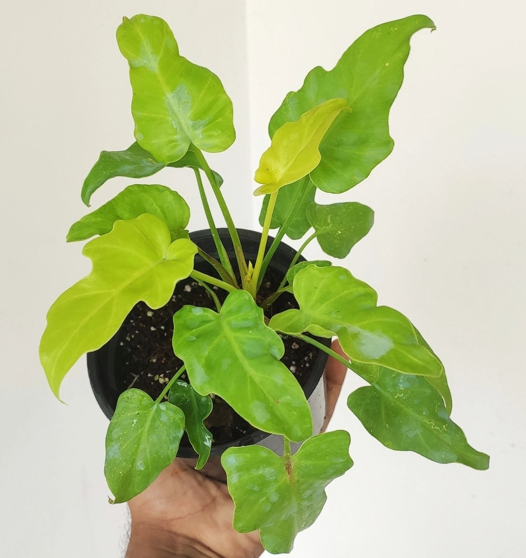 Philodendron Xanadu Golden/Neon