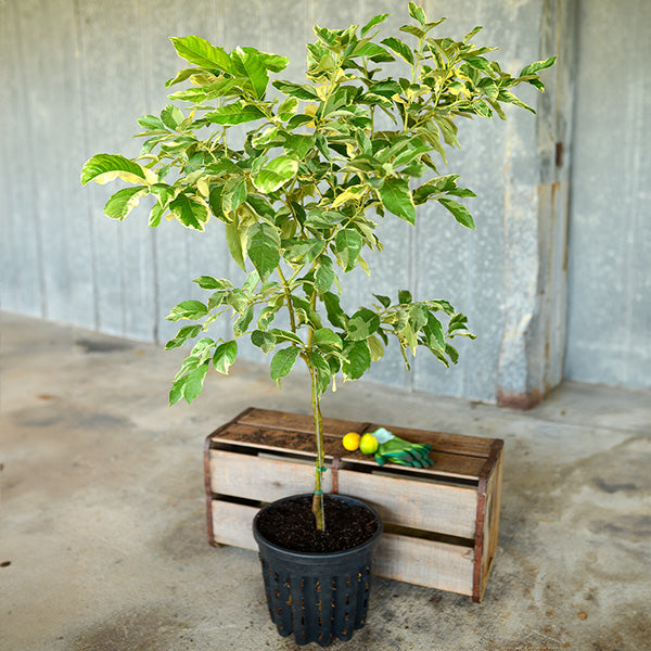 Lemon (Nimbu) Variegated Grafted Tree