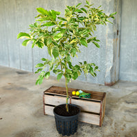 Lemon (Nimbu) Variegated Grafted Tree