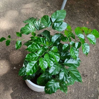 Radermachera or China Doll - plant store® 