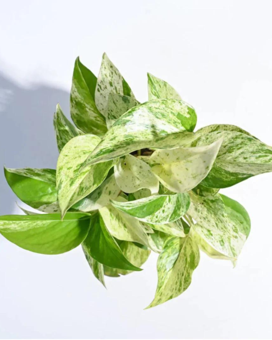 Harmony Bundle of 5 Money Plants with Pots (N'joy, Marble, Green, Green Variegated, Neon - set of 5) - plant store® 